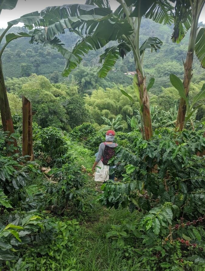 Coffee Farm in Manizales, Colombia image by Mistobox