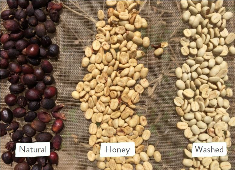 natural, washed, and honey processed coffees side by side