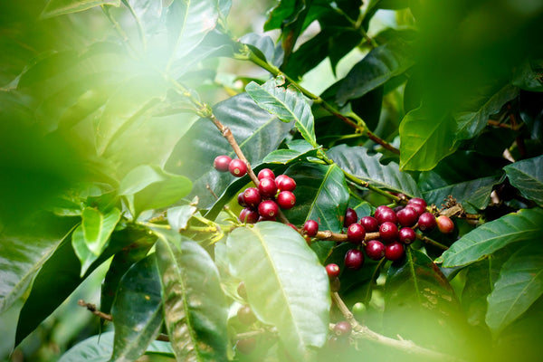 Coffee cherries, image from Red Rooster Coffee Roasters, Clive Coffee