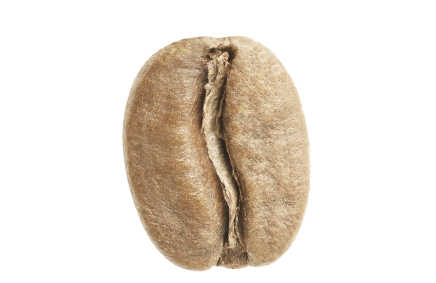 light roast coffee bean